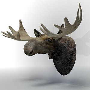 moose head