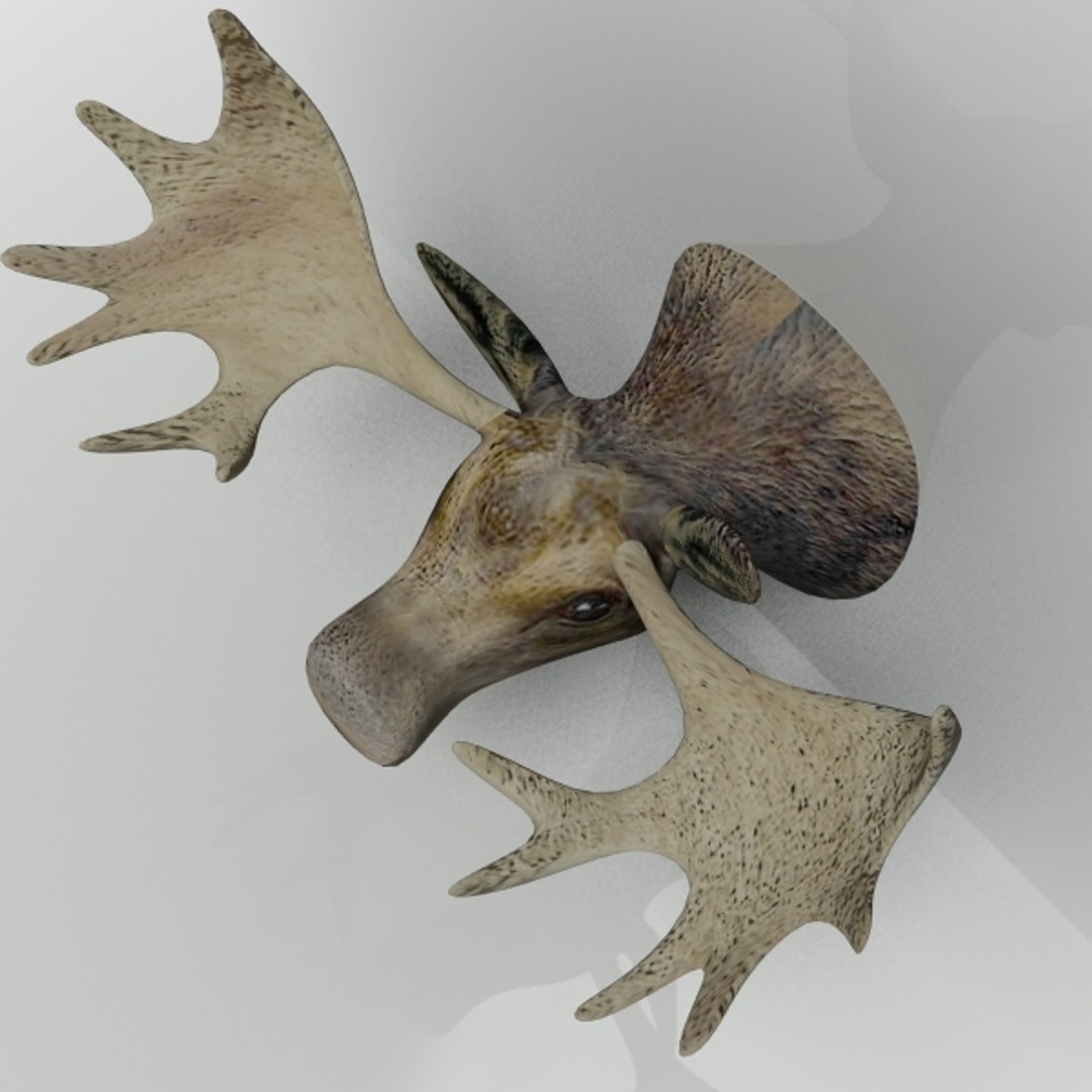 3ds max moose head https://p.turbosquid.com/ts-thumb/h1/JwiDqx/aXqCcvoz/moosehead05/jpg/1362246502/1920x1080/fit_q87/e87f0c3903b1af3a46f7284462c1d23acf0af105/moosehead05.jpg