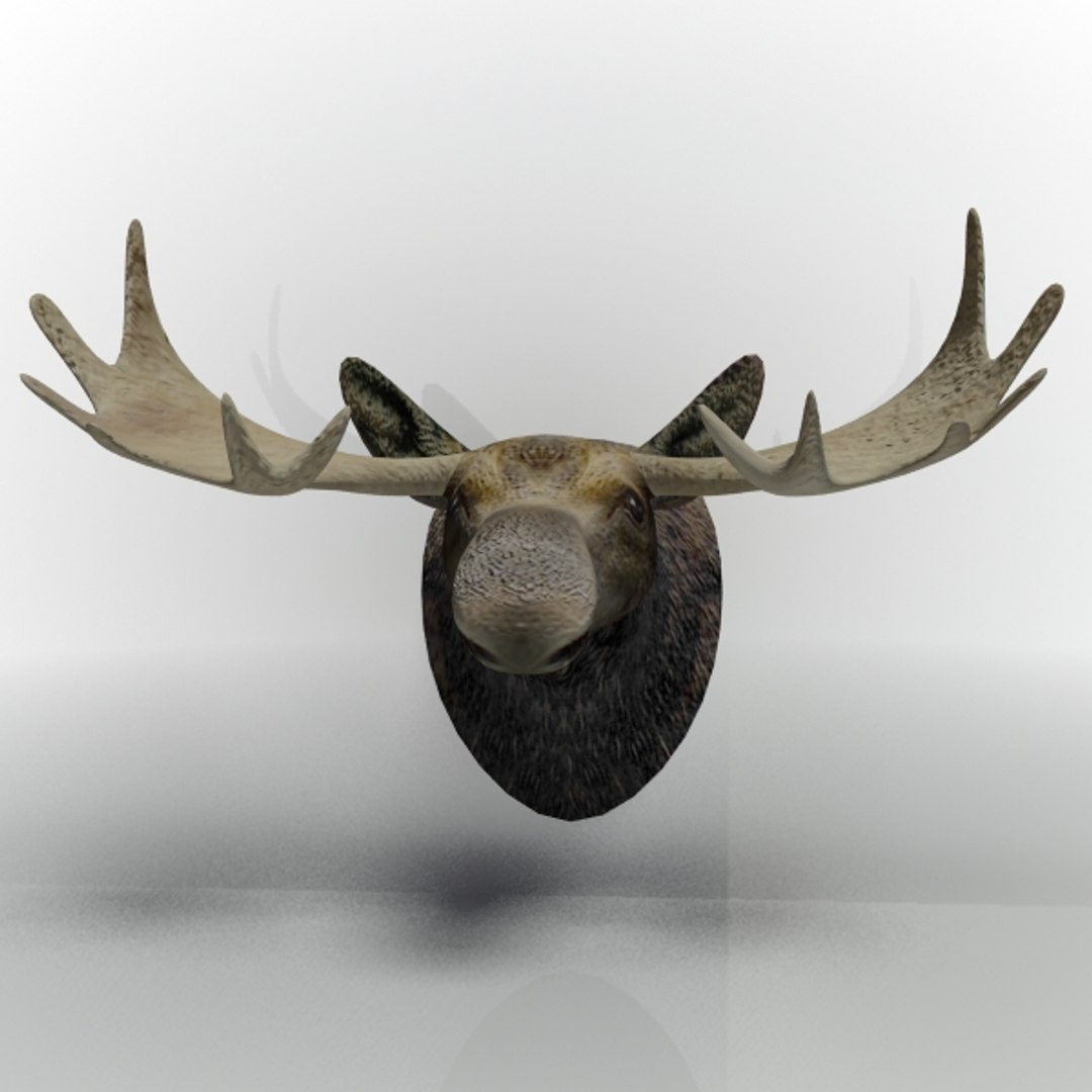 3ds max moose head https://p.turbosquid.com/ts-thumb/h1/JwiDqx/hfNkNvyD/moosehead03/jpg/1362246458/1920x1080/fit_q87/ac1a121754a2cfd68c7ec696db3bde4f7c1a7811/moosehead03.jpg
