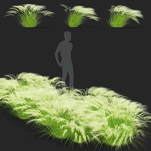 3D Stipa tenuissima grass