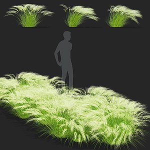 Stipa tenuissima grass