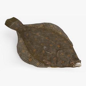 flatfish animation 3D model