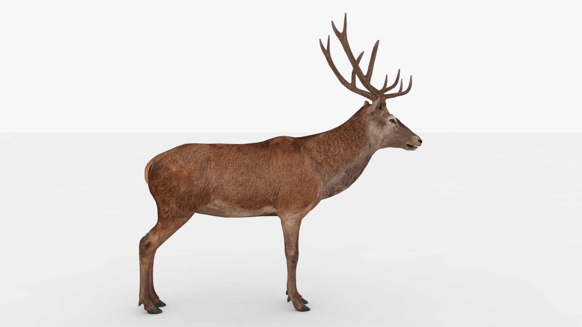 3D Deer Rigged And Animated - TurboSquid 2348749