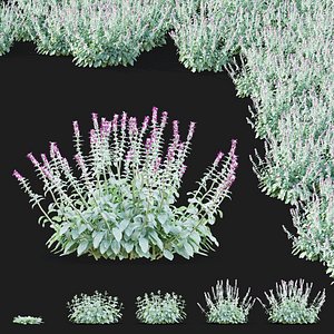 Stachys byzantina
