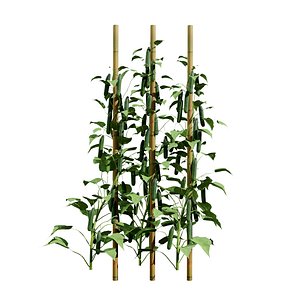 3D Cucumber Vine 3D Model model