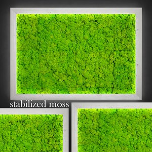 3d fytowall moss