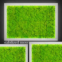 Fytowall moss LX