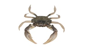 3D model CRAB