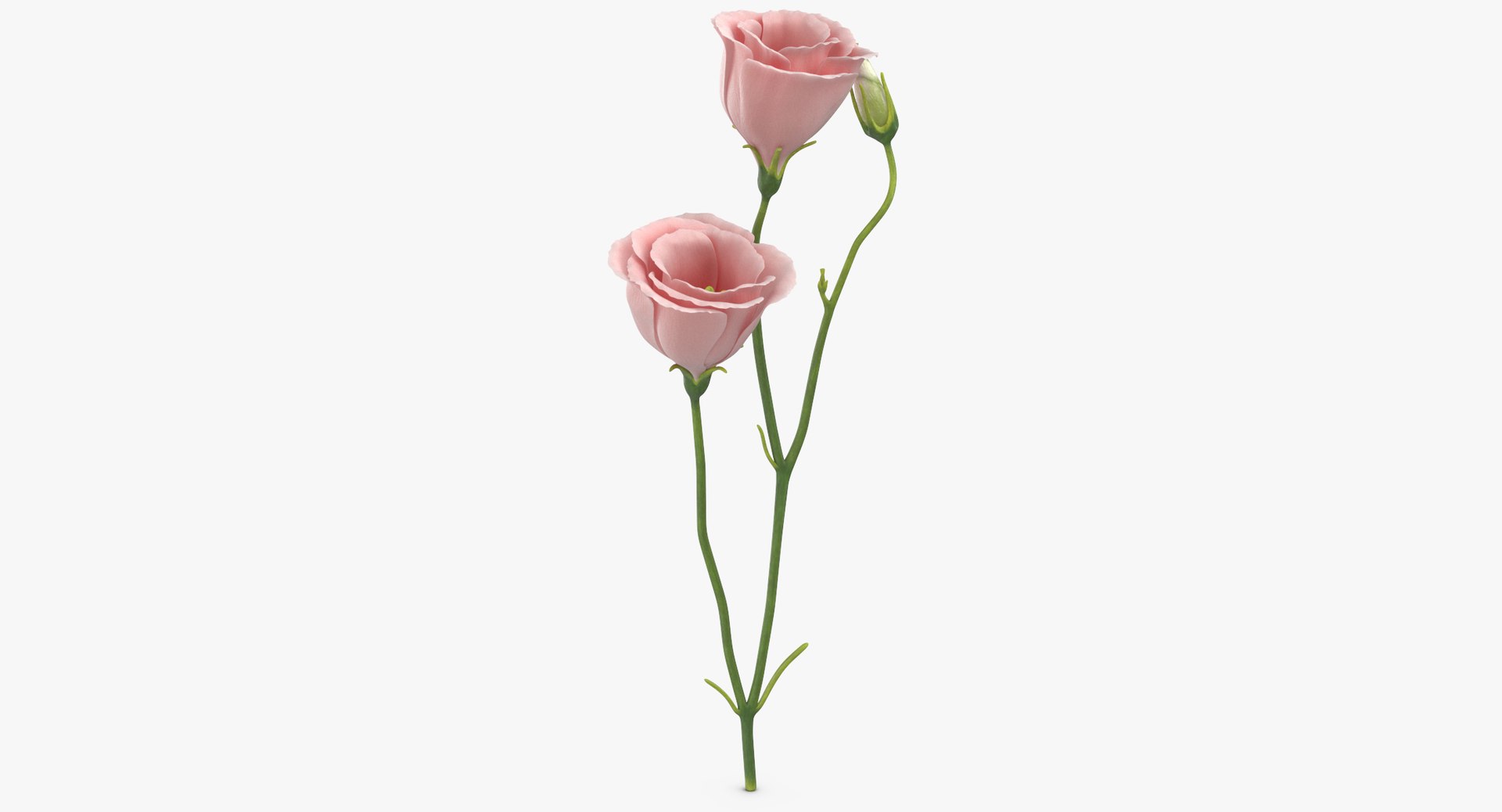 3D model eustoma pink - https://p.turbosquid.com/ts-thumb/h2/5d72jF/3BICwBKm/eustoma_pink_thumbnail_0003/jpg/1550066107/1920x1080/fit_q87/de57f9c626f3773d1150b5a1ff926b86ed2d815d/eustoma_pink_thumbnail_0003.jpg