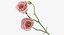 Eustoma - Pink