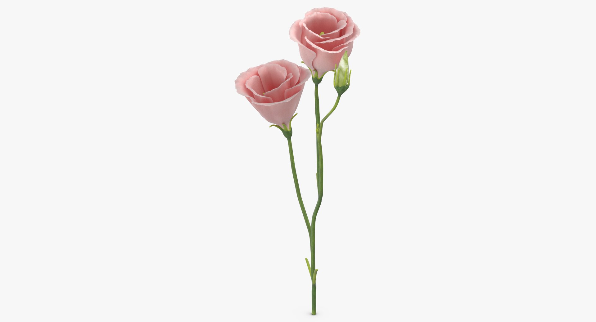 3D model eustoma pink - https://p.turbosquid.com/ts-thumb/h2/5d72jF/LK2gzbLA/eustoma_pink_thumbnail_0004/jpg/1550066107/1920x1080/fit_q87/62731feea6fc388217b57e0f55c7f8a2b3115afa/eustoma_pink_thumbnail_0004.jpg