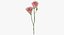Eustoma - Pink