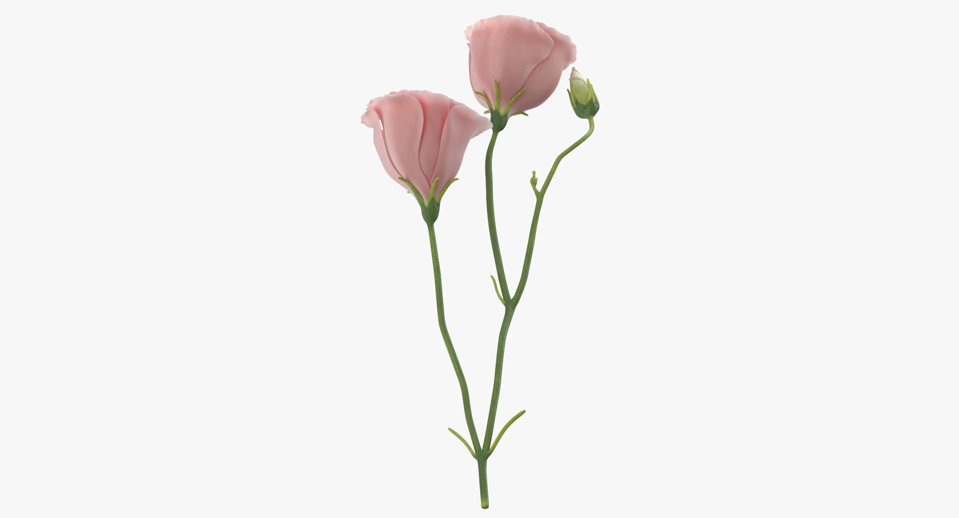 3D model eustoma pink - https://p.turbosquid.com/ts-thumb/h2/5d72jF/QV3nwnxW/eustoma_pink_thumbnail_0007/jpg/1550066107/1920x1080/fit_q87/f495e5f93ea94a4e004f4fad2b99740f5c0ef5ef/eustoma_pink_thumbnail_0007.jpg