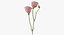 Eustoma - Pink