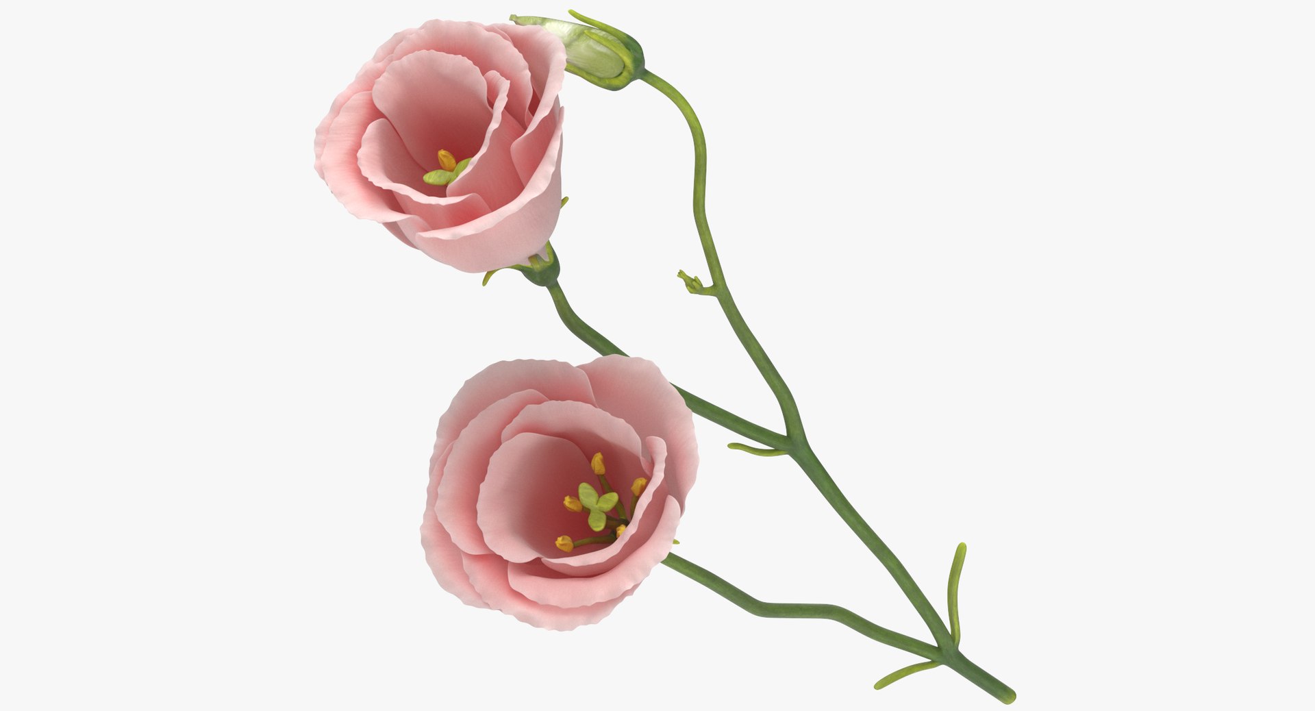 3D model eustoma pink - https://p.turbosquid.com/ts-thumb/h2/5d72jF/R6ybW9bs/eustoma_pink_thumbnail_0000/jpg/1555679998/1920x1080/fit_q87/85d490754e6d8045c2bd802c4e0eed25a7becc12/eustoma_pink_thumbnail_0000.jpg