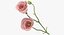Eustoma - Pink