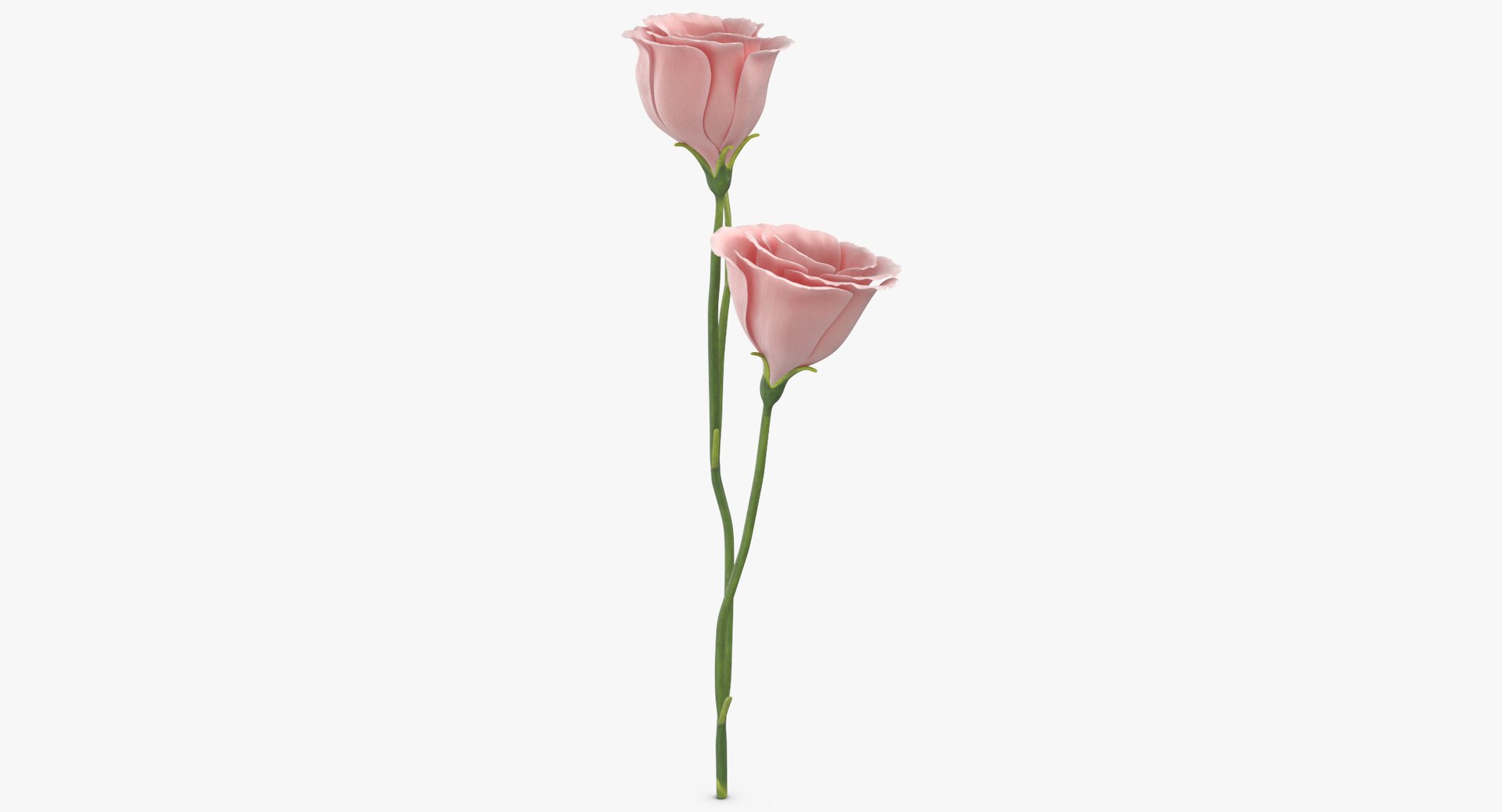3D model eustoma pink - https://p.turbosquid.com/ts-thumb/h2/5d72jF/WnUcX9Fg/eustoma_pink_thumbnail_0002/jpg/1550066107/1920x1080/fit_q87/2ce26db207a2b97cb32a743d99292dd54b847c64/eustoma_pink_thumbnail_0002.jpg