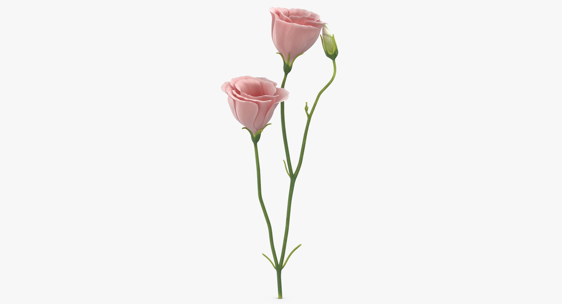 3D model eustoma pink - https://p.turbosquid.com/ts-thumb/h2/5d72jF/YLTuvHRm/eustoma_pink_thumbnail_0005/jpg/1550066107/1920x1080/fit_q87/cba7b1fff481766da919a43f2eaf320e68e95d36/eustoma_pink_thumbnail_0005.jpg