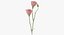 Eustoma - Pink