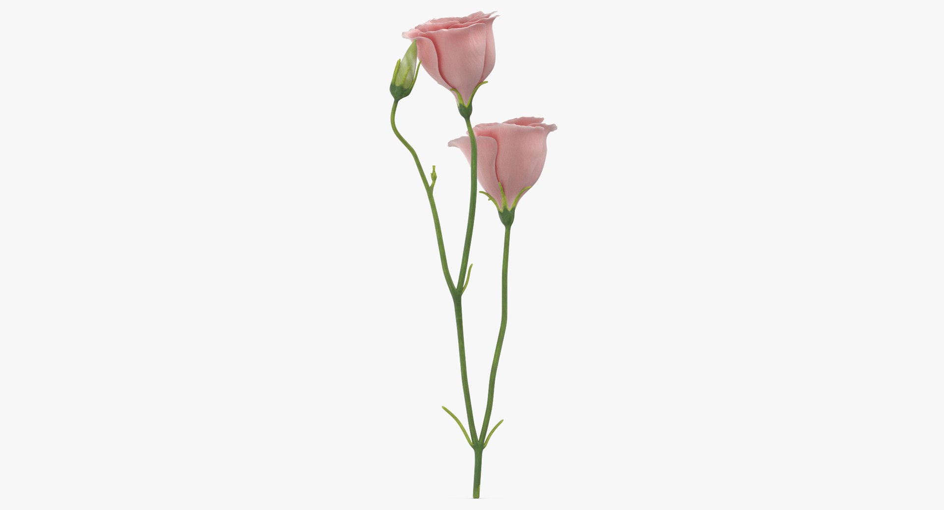 3D model eustoma pink - https://p.turbosquid.com/ts-thumb/h2/5d72jF/lmThanC3/eustoma_pink_thumbnail_0006/jpg/1550066107/1920x1080/fit_q87/42a0f47326f3f97b94efe713d5d8b155810435c3/eustoma_pink_thumbnail_0006.jpg