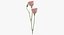 Eustoma - Pink