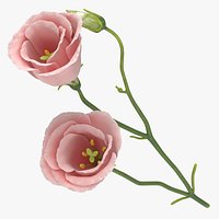 Eustoma - Pink