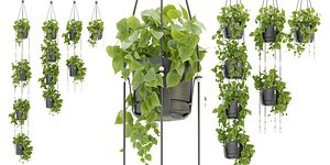 Collection plant vol 336 - blender