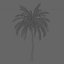 beach palm tree 3D model