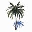 beach palm tree 3D model