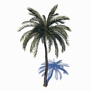 Beach Palm Tree