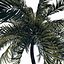 beach palm tree 3D model