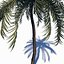 beach palm tree 3D model
