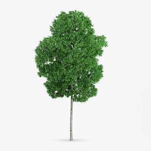 white birch 10 4m 3d model