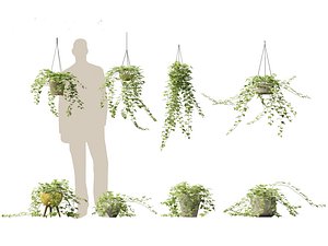 Hedera helix - English ivy Vines