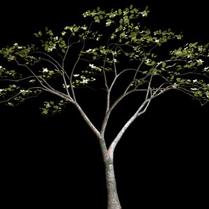 Dogwood.mb