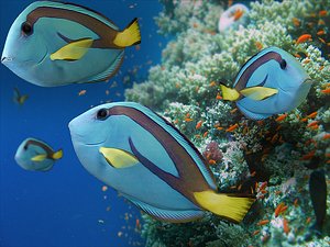 paracanthurus blue tang 3d model