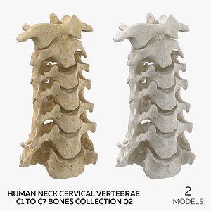 Human Neck Cervical Vertebrae C1 to C7 Bones Collection 02 - 2 models 3D model