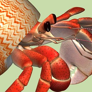 3d model hermit crab