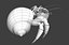 3d model hermit crab