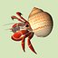 3d model hermit crab