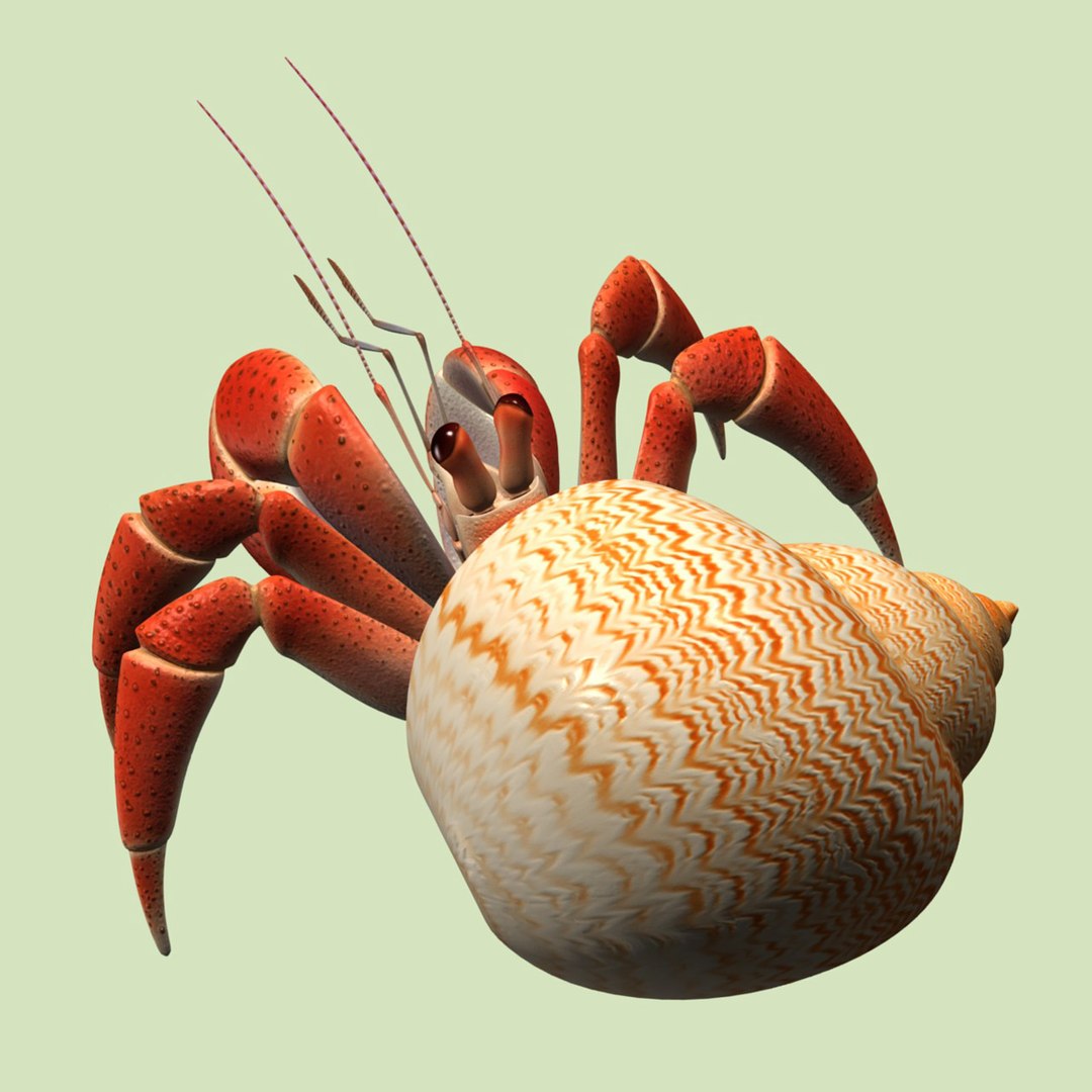 3d Model Hermit Crab