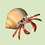 3d model hermit crab