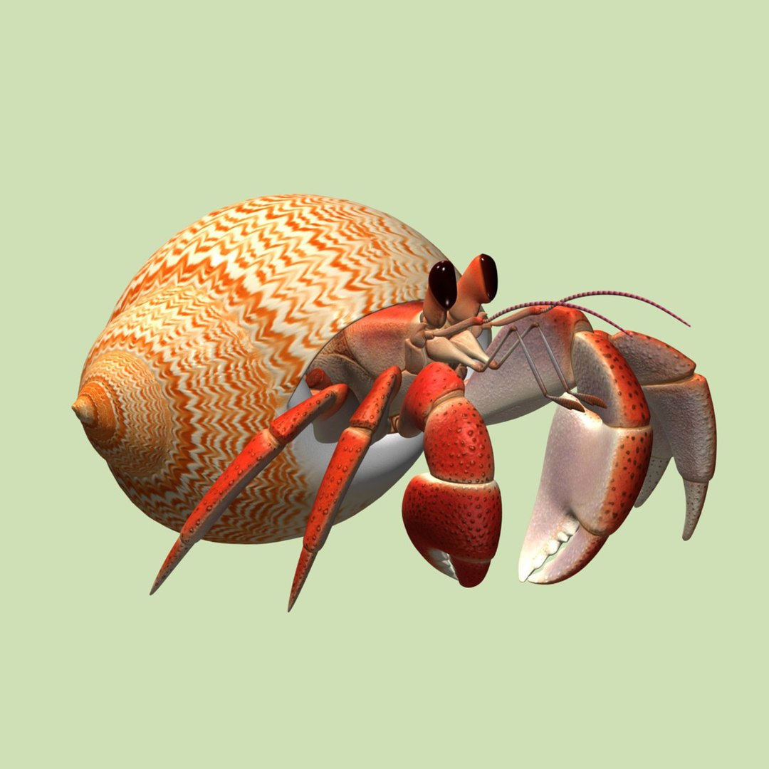 3d Model Hermit Crab