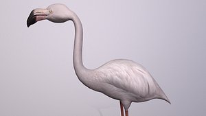 Flamingo 3D