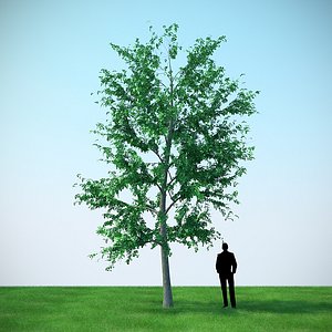 3D mountain maple - 820cm model