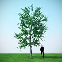 Mountain Maple - 820cm