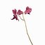 Orchidee