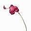 Orchidee