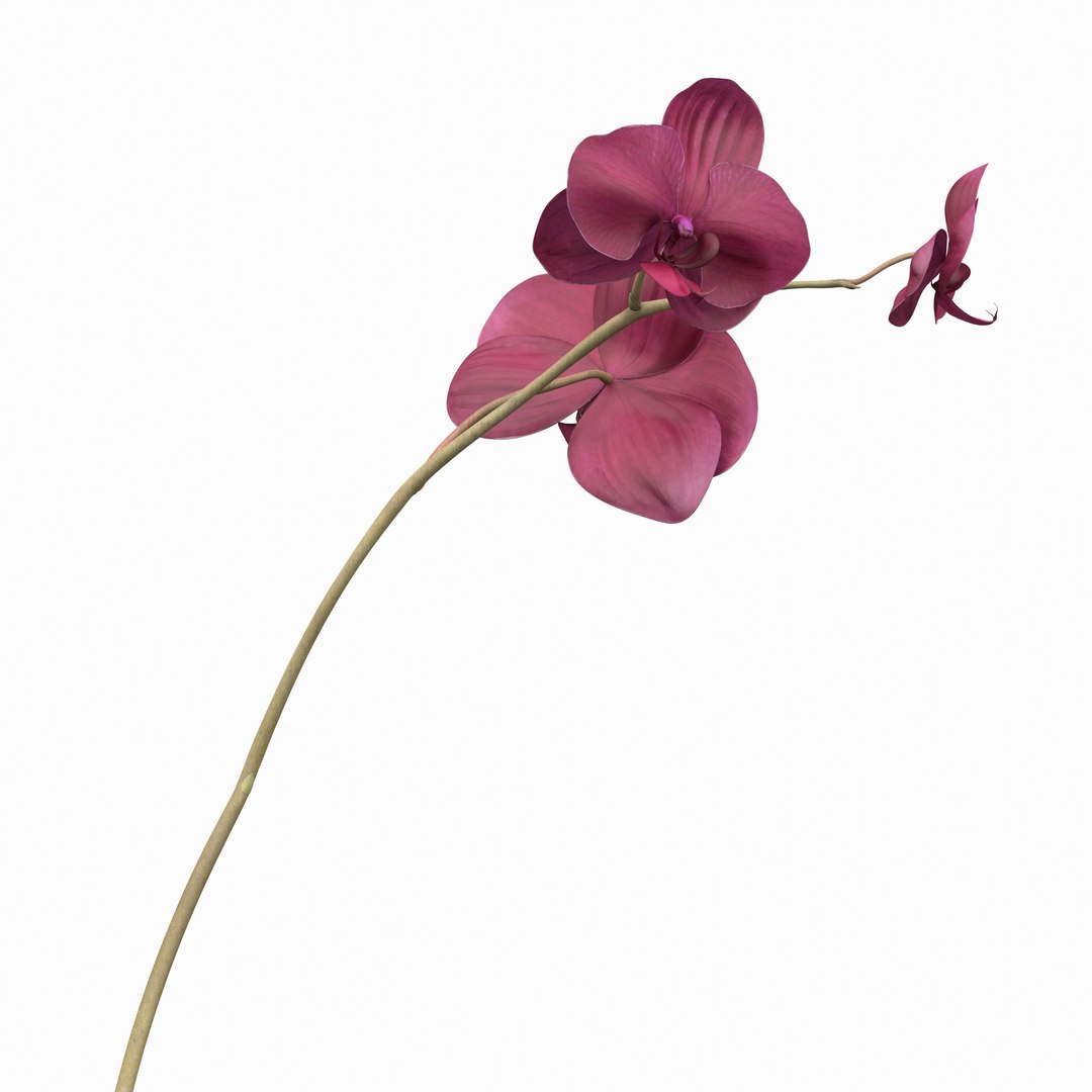 orchid fbx https://p.turbosquid.com/ts-thumb/h2/XSb5CJ/OckSxMUd/orchidfinalcoloroutput0022/jpg/1464381305/1920x1080/fit_q87/e8f151743e24ddf58f4781645c0e47a70e0cd61e/orchidfinalcoloroutput0022.jpg