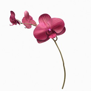 orchid fbx